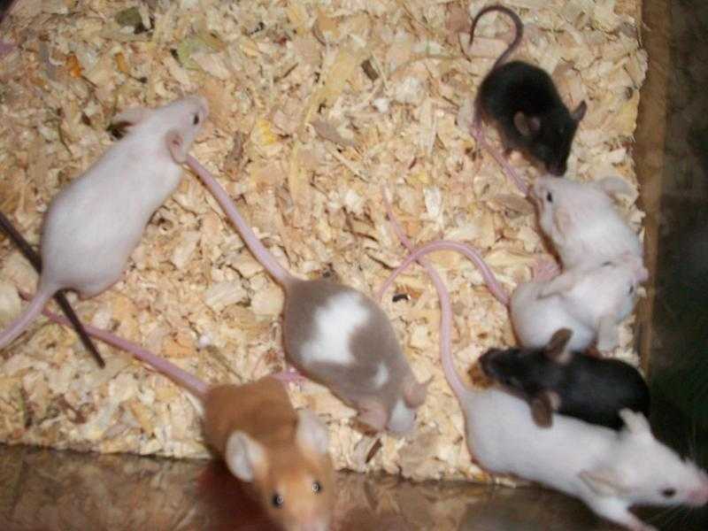 baby fancy mice for sale