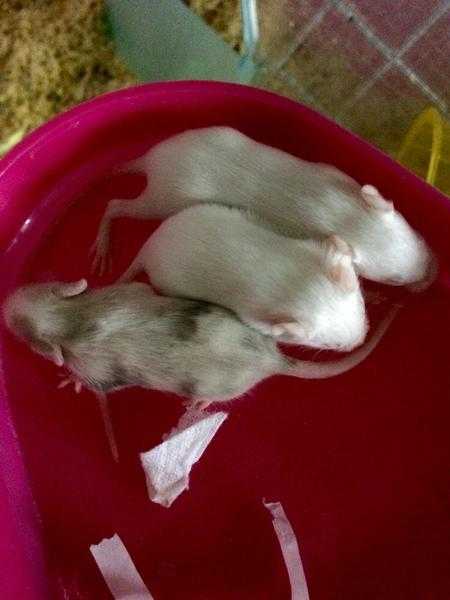 Baby Fancy Mice For Sale