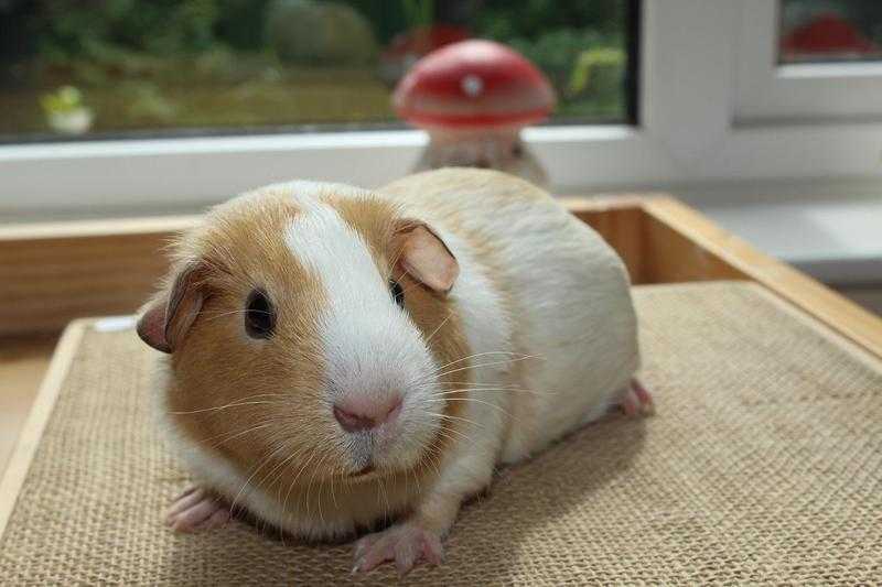 Baby Female Guinea pig