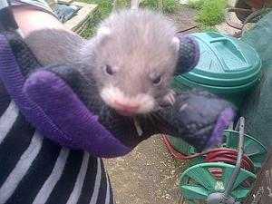 baby ferrets