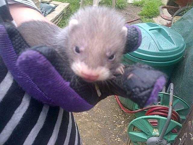 baby ferrets for sale