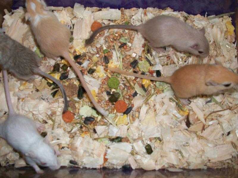 baby gerbils for sale