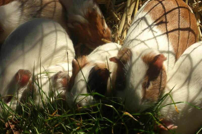 Baby guinea pigs