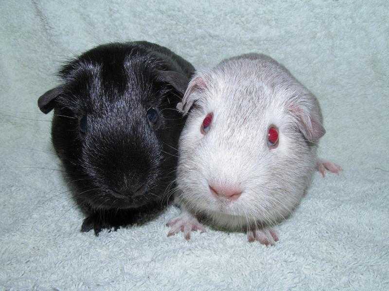 Baby guinea pigs