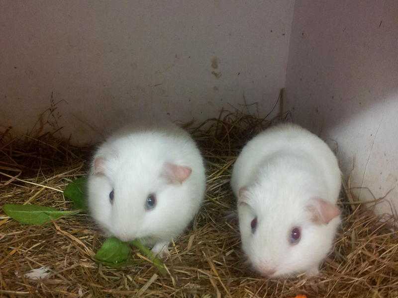 Baby Guinea Pigs