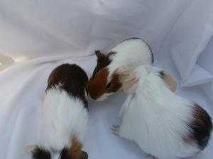 Baby Guinea Pigs