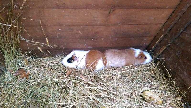 Baby guinea pigs