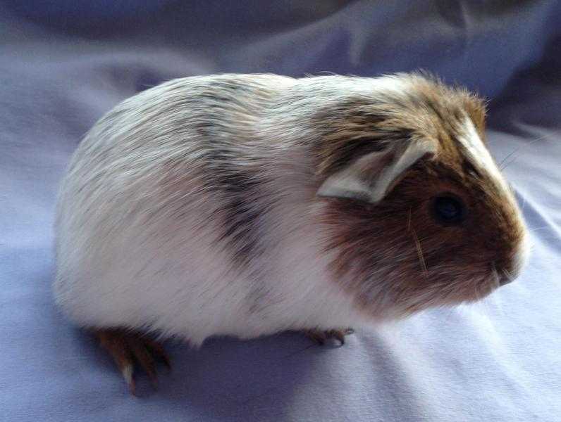 Baby Guinea pigs