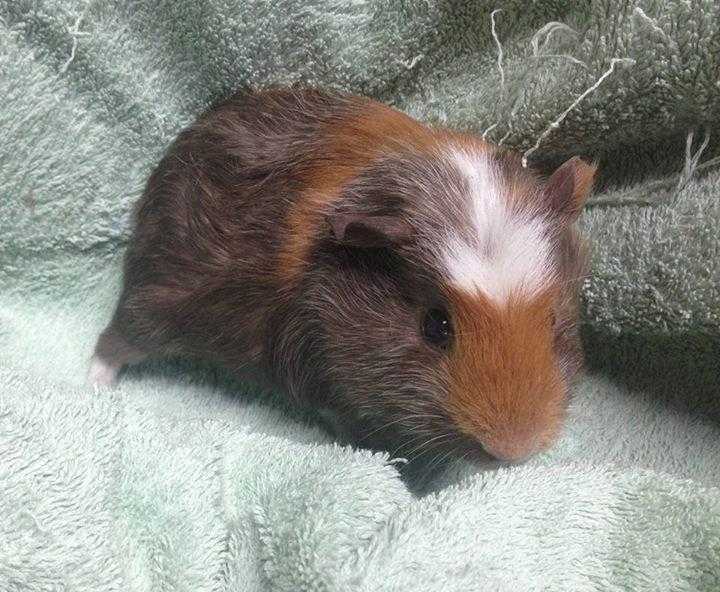 Baby Guinea pigs available now at Fairydell Farm