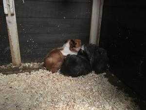 baby guinea pigs for sale