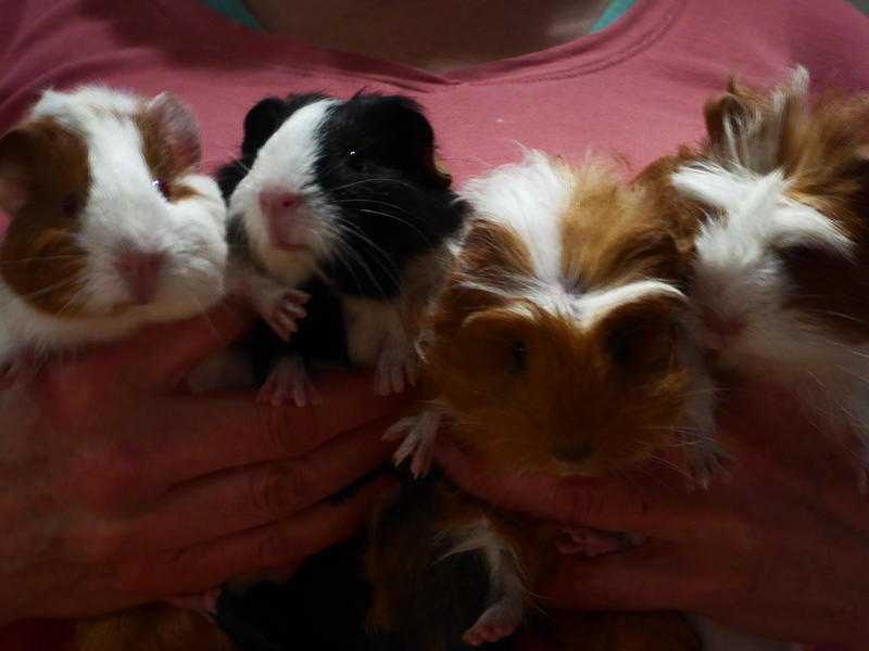 Baby Guinea Pigs for Sale