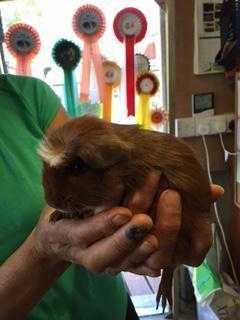 Baby Guinea Pigs- Rex and Teddys- Burgess Hill