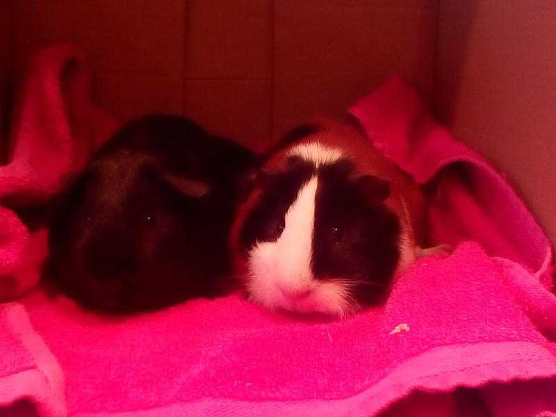 Baby Guinea Pigs - Swindon