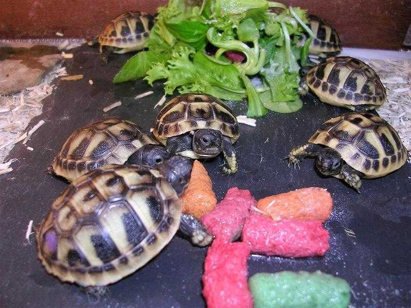 Baby Hermann Tortoises.