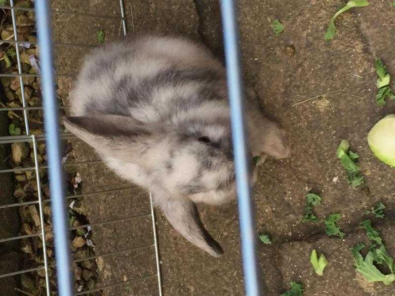 Baby lop eared rabbits