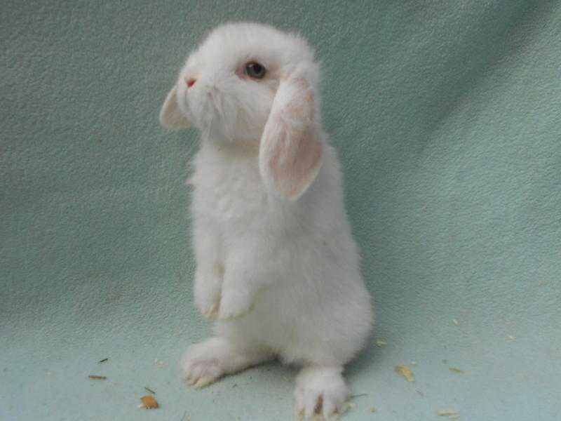 BABY  MINI LOP