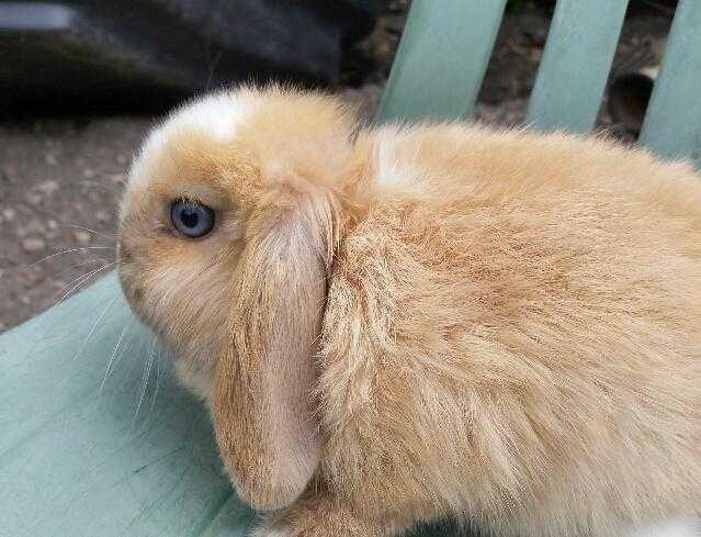 Baby mini lop bunny rabbits for sale in Surrey