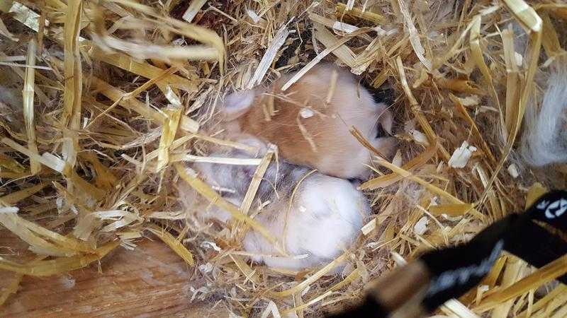 Baby mini lop ear rabbit