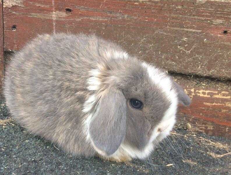 Baby mini lop rabbits in Surrey for sale