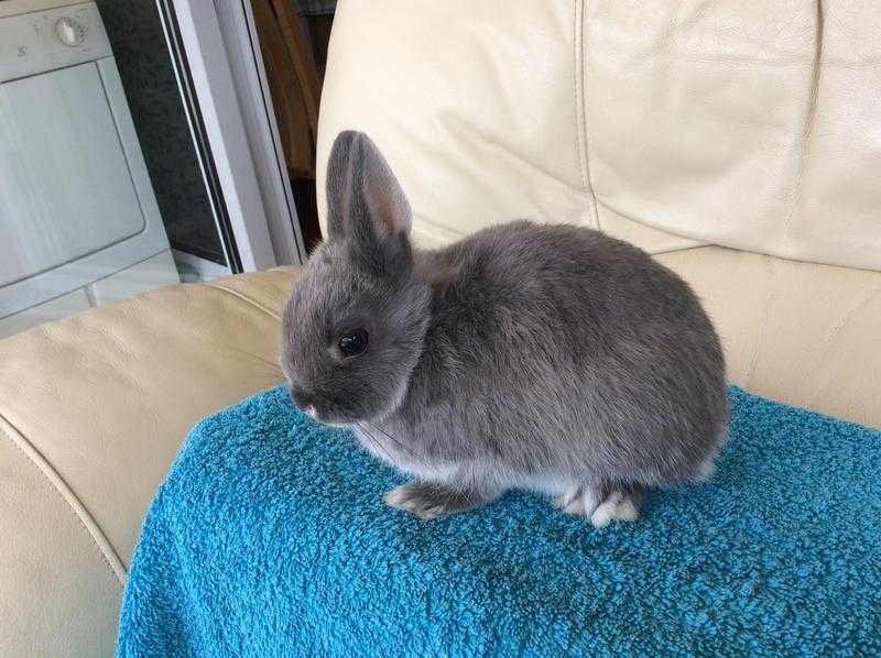 Baby Netherland Dwarf Rabbits