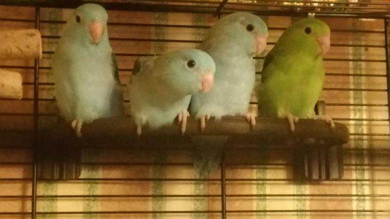 BABY PARROTLETS