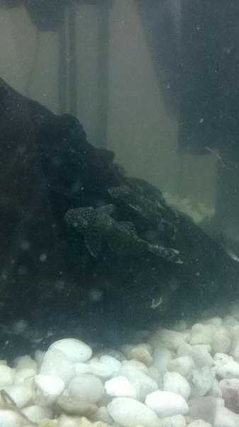 Baby Plecos - various colours inc albino