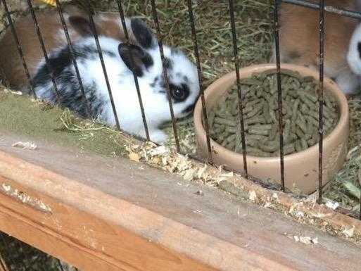 Baby rabbit for sale