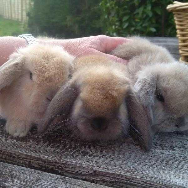 Baby Rabbits