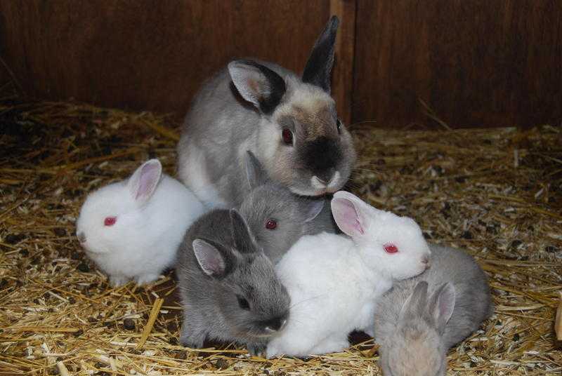 Baby Rabbits for Sale