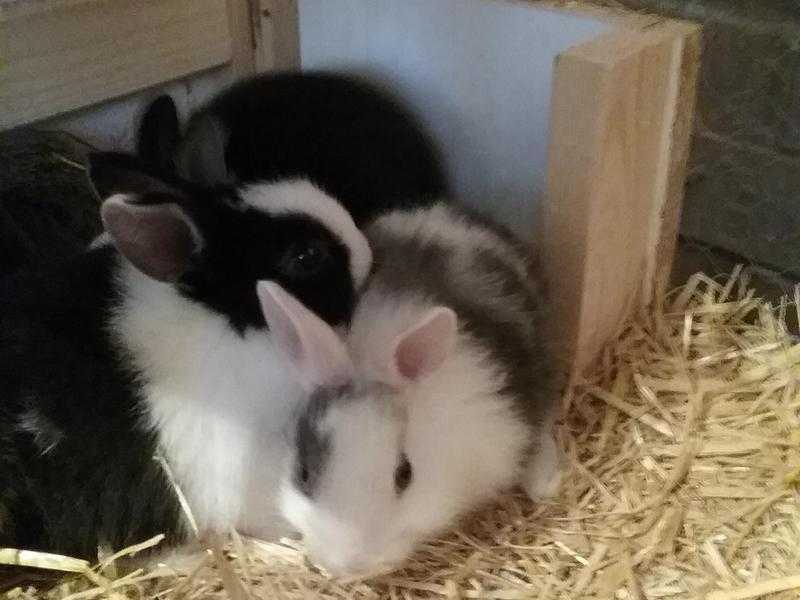 Baby rabbits for sale