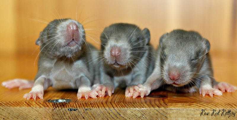 Baby Rats