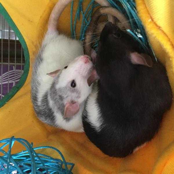 Baby rats and cage for sale