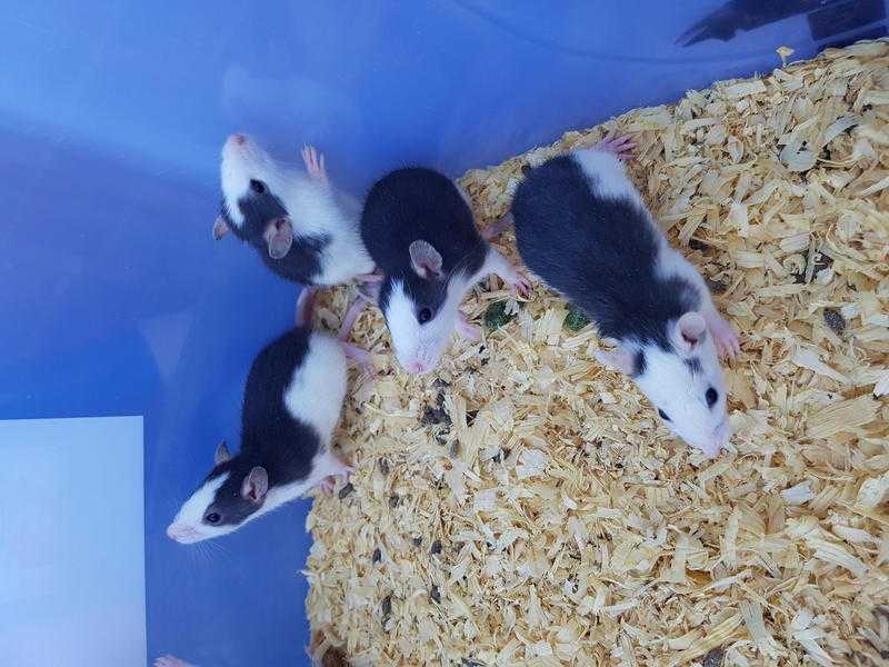 Baby Rats For Sale
