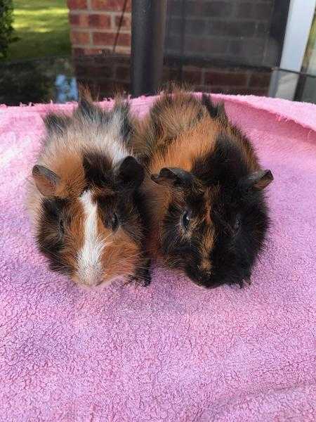 Baby Roan and Brindle Abyssinian guinea pig boars for sale