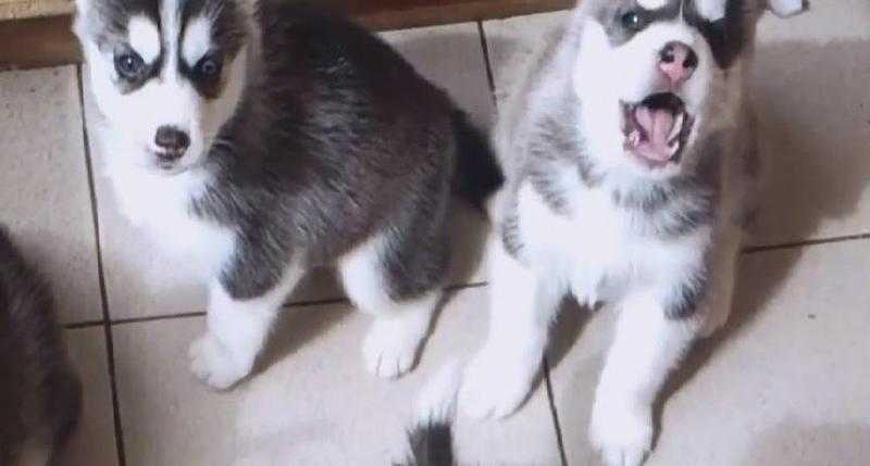 Baby Siberian Huskies