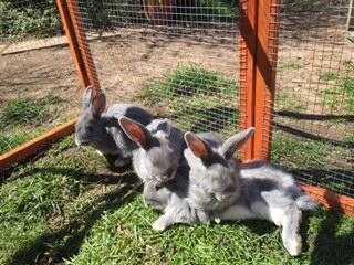 Baby silver fox rabbits for sale