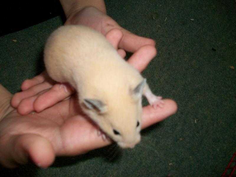 baby syrian hamsters