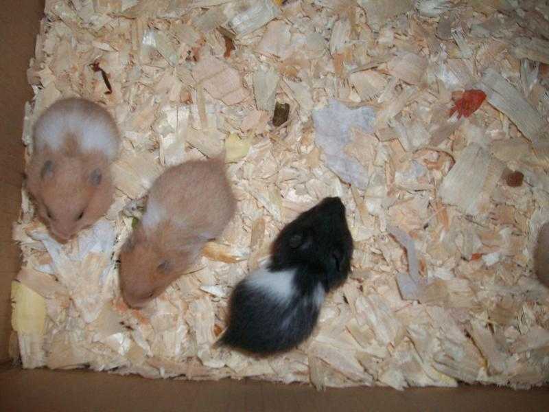 baby syrian hamsters from hobby breeder