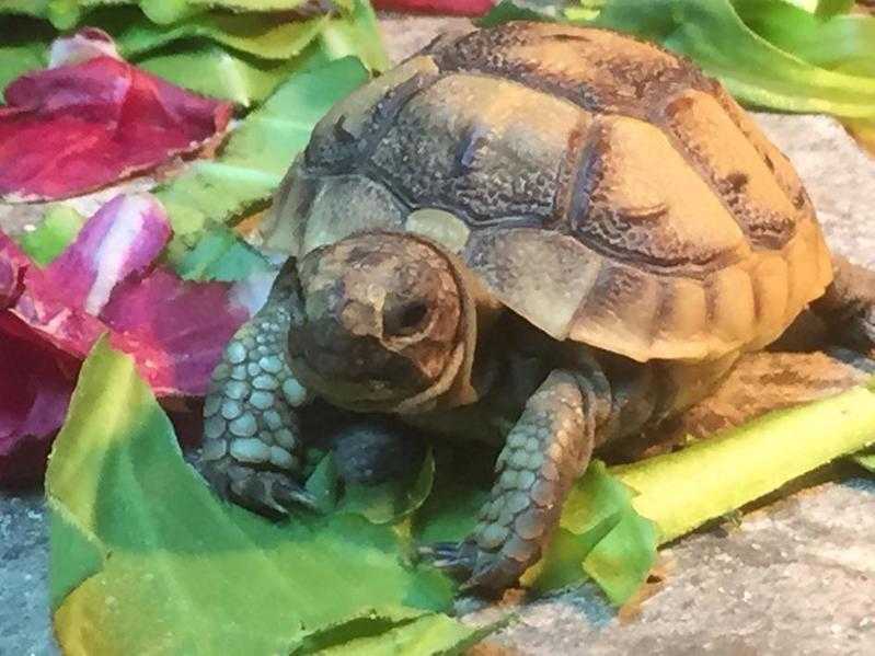 Baby tortoise hatchlings Mediterranean spur thigh