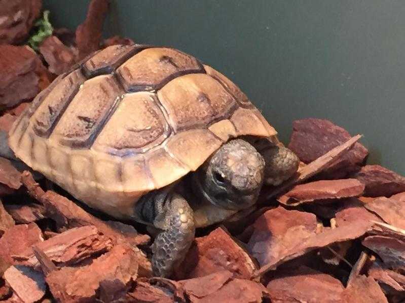 Baby tortoise hatchlings Mediterranean spur thigha