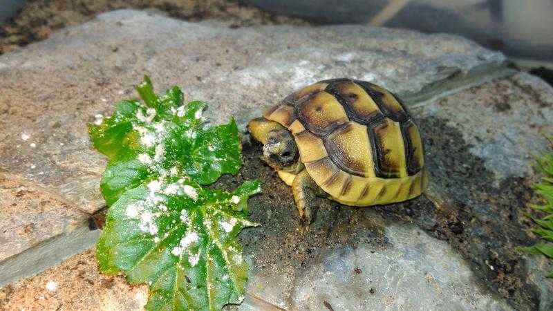 Baby Tortoises (Mediterranean Spur-thighed)