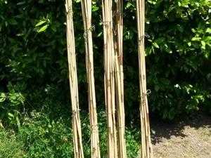 bamboo canes