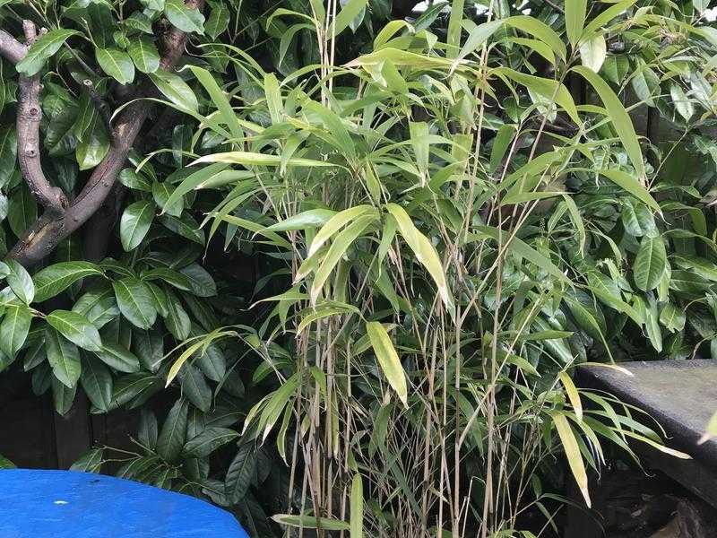 Bamboo plants