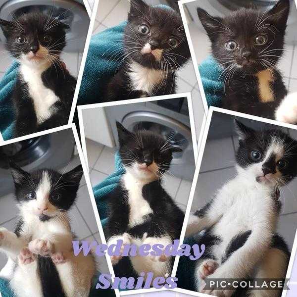 BampW kittens ready for new homes now