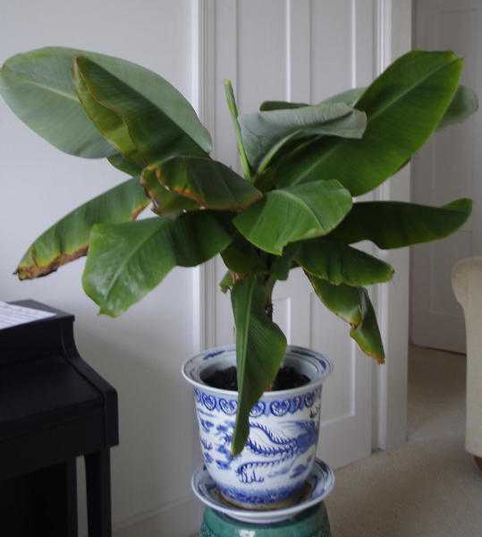 BANANA PLANT - indoor -  ( pot in picture is NOT included)