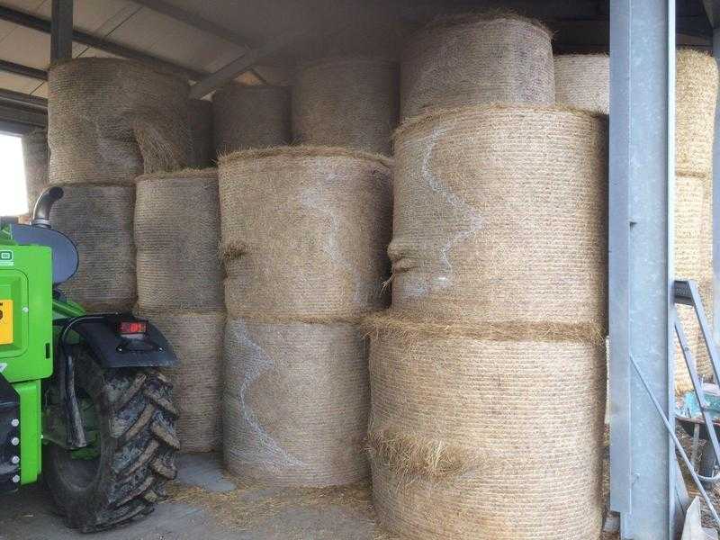 Barley Straw For Sale