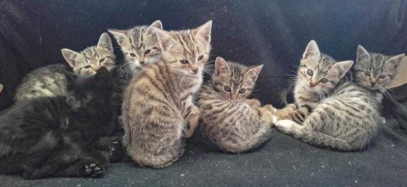 Barn Kittens