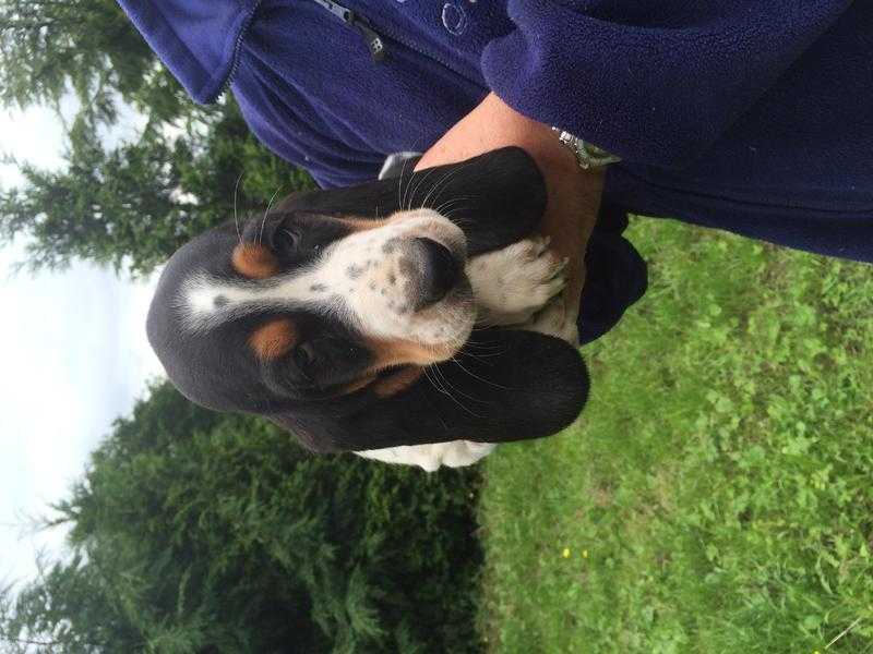 Basset hound puppies forsale