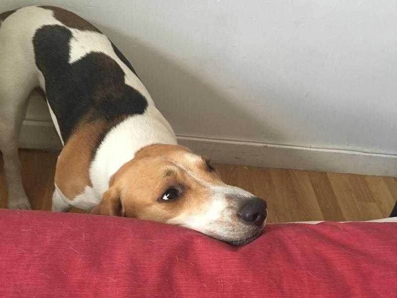 Beagle 11 months