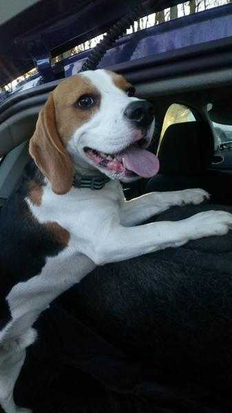 Beagle dog for stud